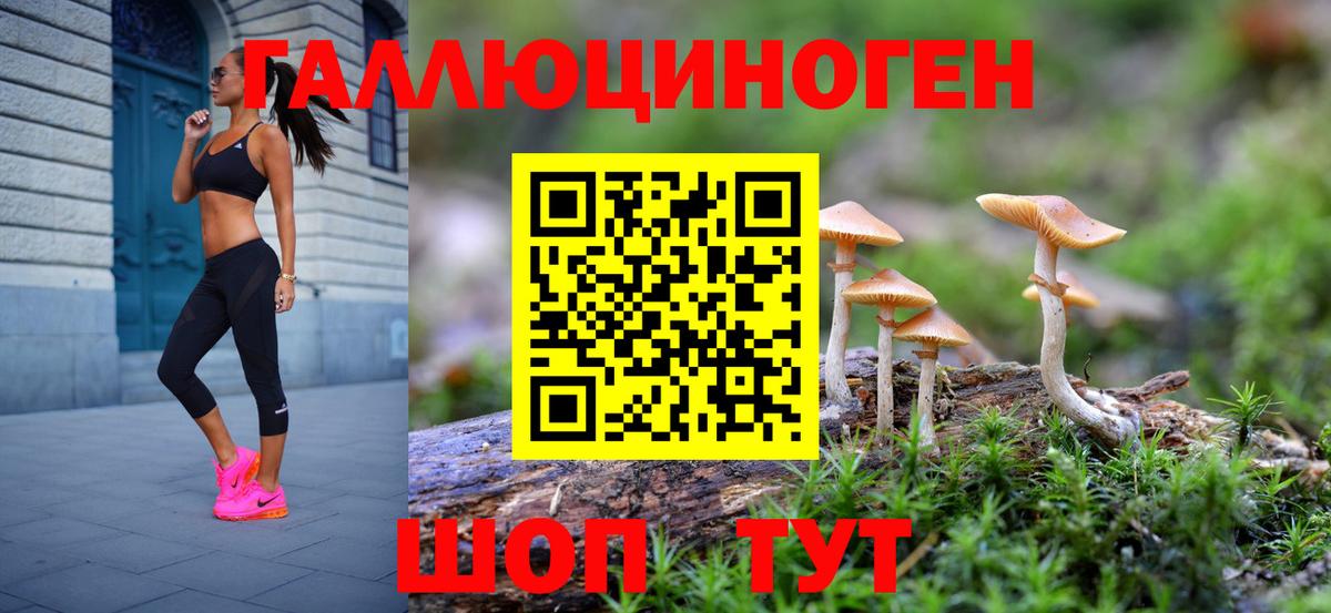 Псилоцибиновые грибы Psilocybe Дмитров